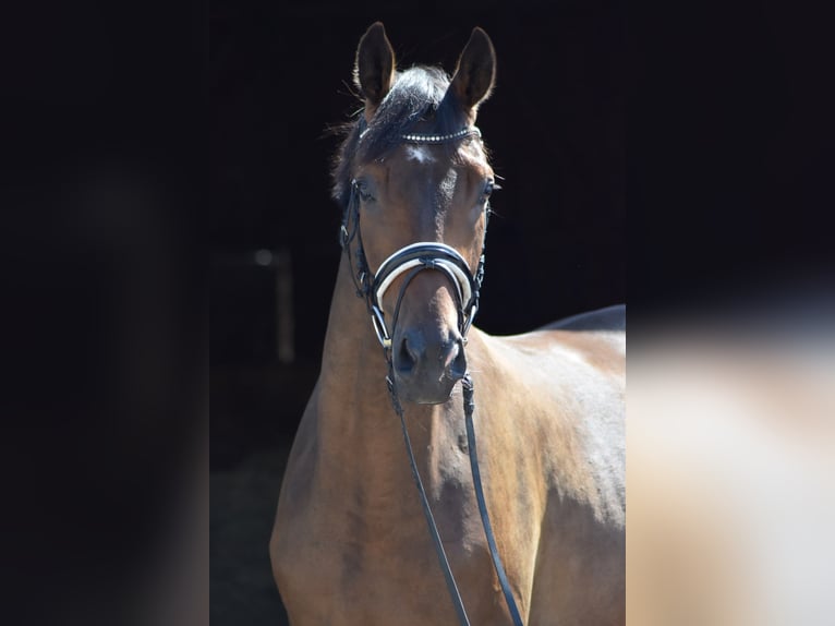 Trakehner Castrone 4 Anni 165 cm Baio in Herbstein