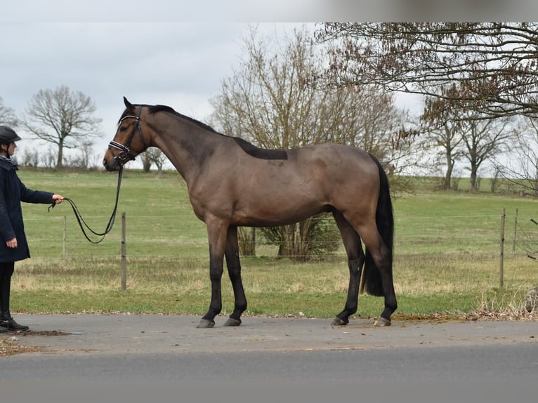 Trakehner Castrone 4 Anni 165 cm Baio in Herbstein