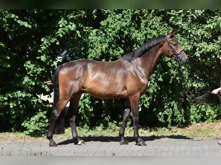 Trakehner Castrone 4 Anni 165 cm Baio in Herbstein