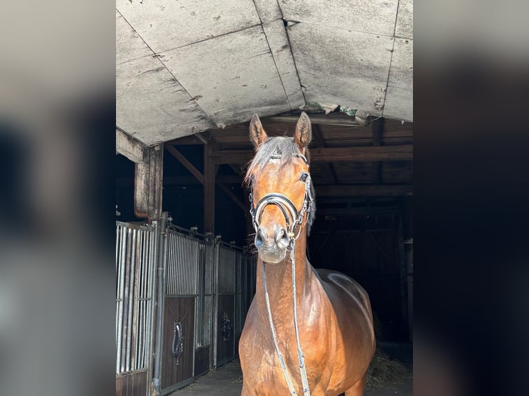 Trakehner Castrone 4 Anni 165 cm Baio in Herbstein