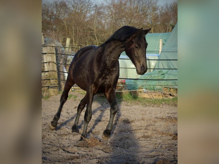 Trakehner Castrone 4 Anni 165 cm Baio nero in Föhr