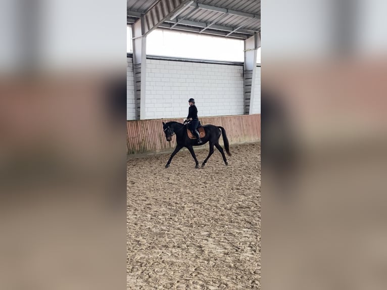 Trakehner Castrone 4 Anni 165 cm Baio scuro in Wicko