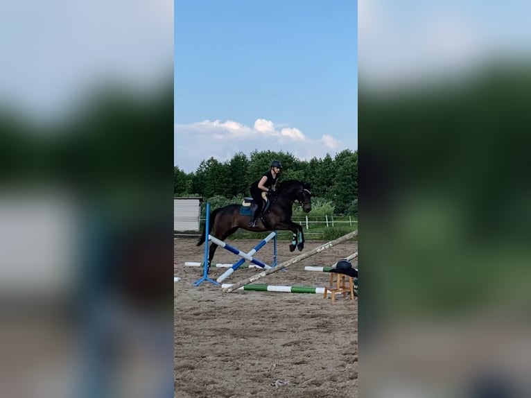 Trakehner Castrone 4 Anni 165 cm Baio scuro in Wicko