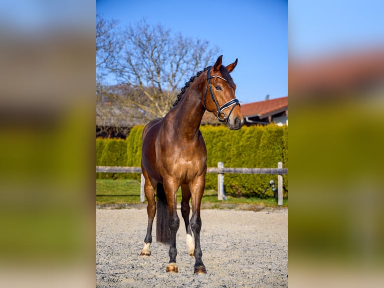 Trakehner Castrone 4 Anni 165 cm Baio scuro in Petting
