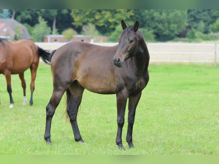 Trakehner Castrone 4 Anni 165 cm Baio scuro in Westerstede