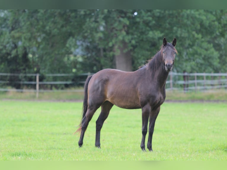 Trakehner Castrone 4 Anni 165 cm Baio scuro in Westerstede