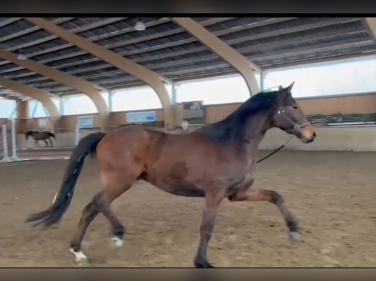 Trakehner Castrone 4 Anni 166 cm Baio in Nüsttal