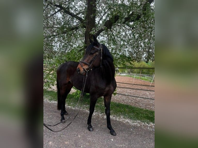 Trakehner Castrone 4 Anni 166 cm Baio in Groß-Umstadt