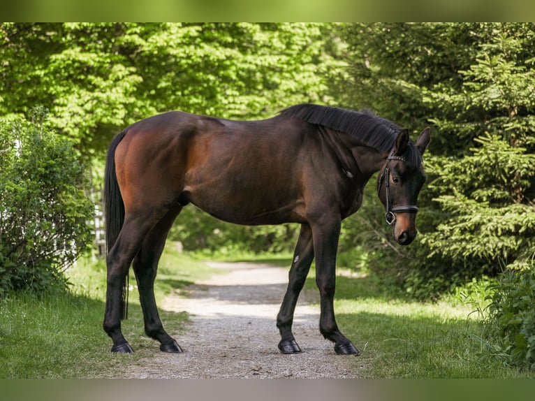 Trakehner Castrone 4 Anni 166 cm Baio scuro in Wertach Trakehner Castrone 4 Anni 166 cm Baio scuro in Wertach