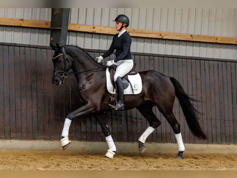 Trakehner Castrone 4 Anni 166 cm Morello in Neumünster