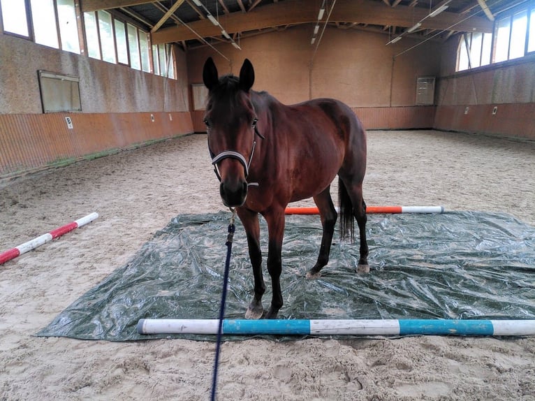 Trakehner Castrone 4 Anni 167 cm Baio in Bingen am Rhein