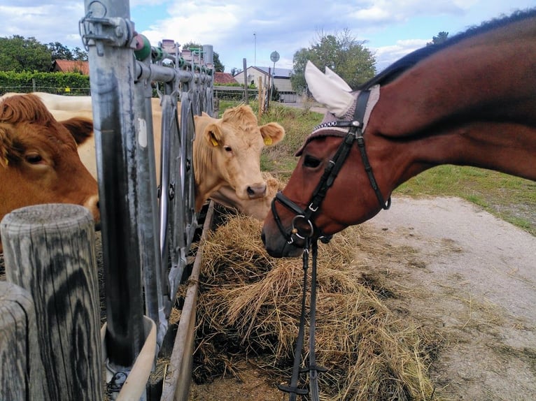 Trakehner Castrone 4 Anni 167 cm Baio in Bingen am Rhein