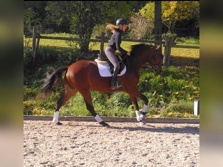 Trakehner Castrone 4 Anni 167 cm Baio in Bingen am Rhein