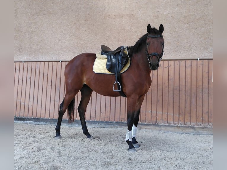 Trakehner Castrone 4 Anni 167 cm Baio in Bingen am Rhein