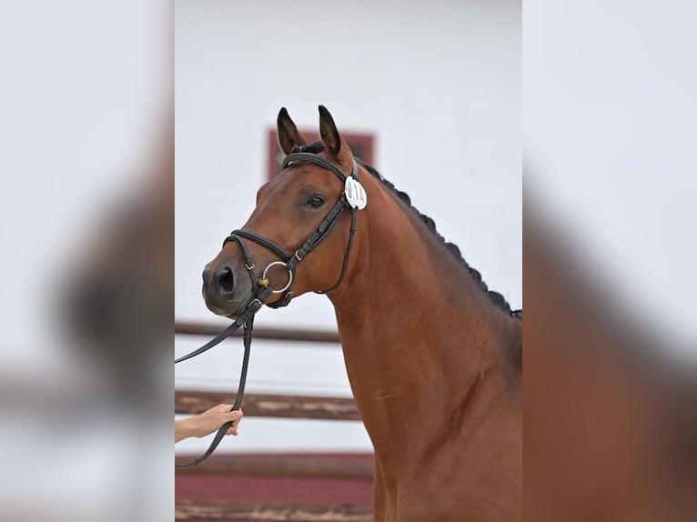 Trakehner Castrone 4 Anni 167 cm Baio in Bingen am Rhein