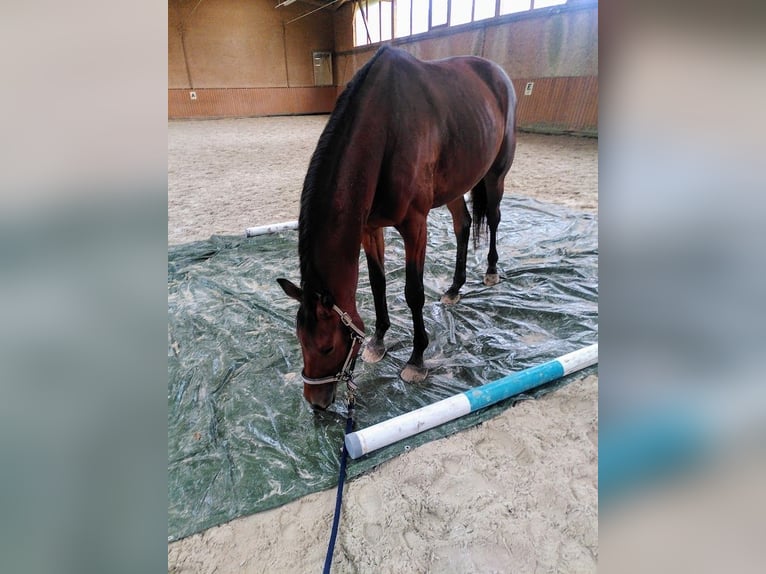 Trakehner Castrone 4 Anni 167 cm Baio in Bingen am Rhein