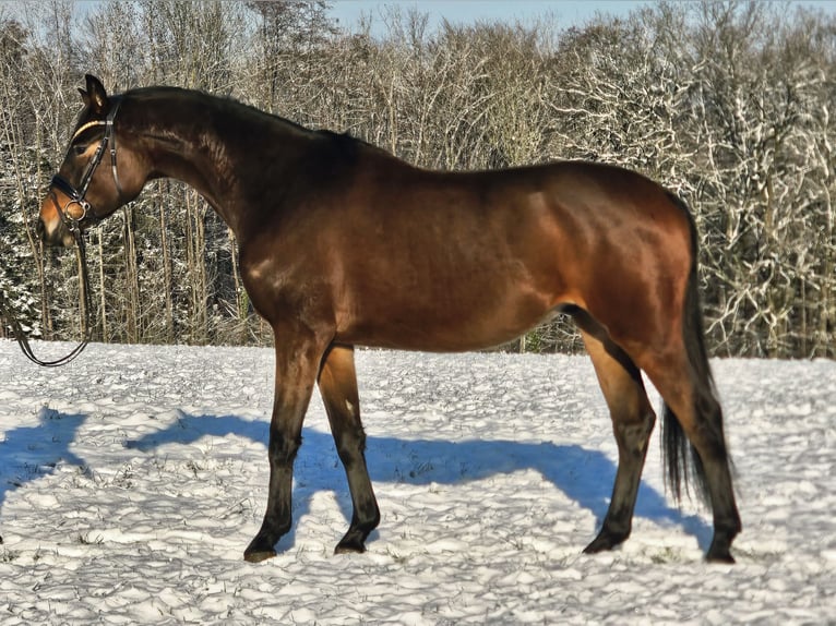 Trakehner Castrone 4 Anni 167 cm Baio in Ruppichteroth