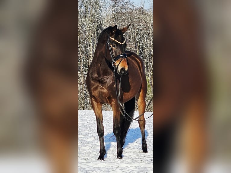 Trakehner Castrone 4 Anni 167 cm Baio in Ruppichteroth