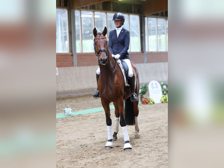 Trakehner Castrone 4 Anni 167 cm Baio in Geldern