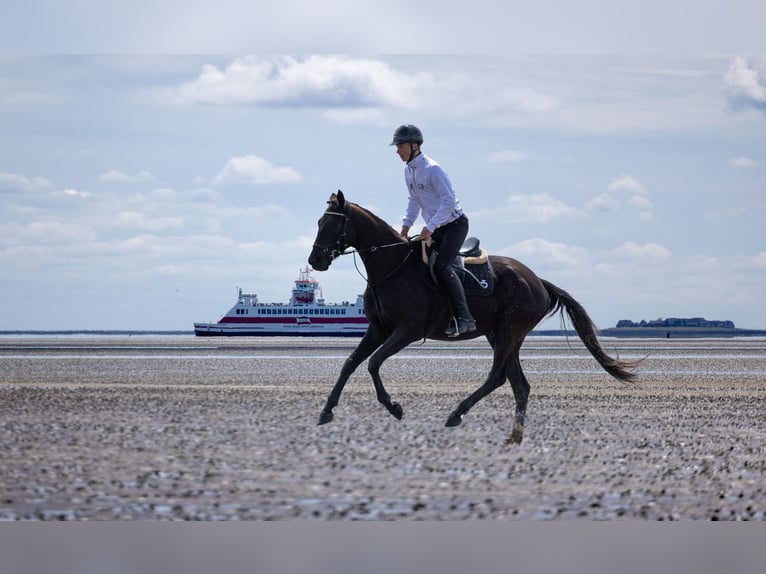 Trakehner Castrone 4 Anni 167 cm Baio nero in Alkersum