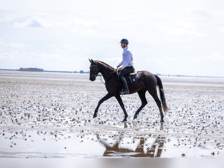 Trakehner Castrone 4 Anni 167 cm Baio nero in Alkersum