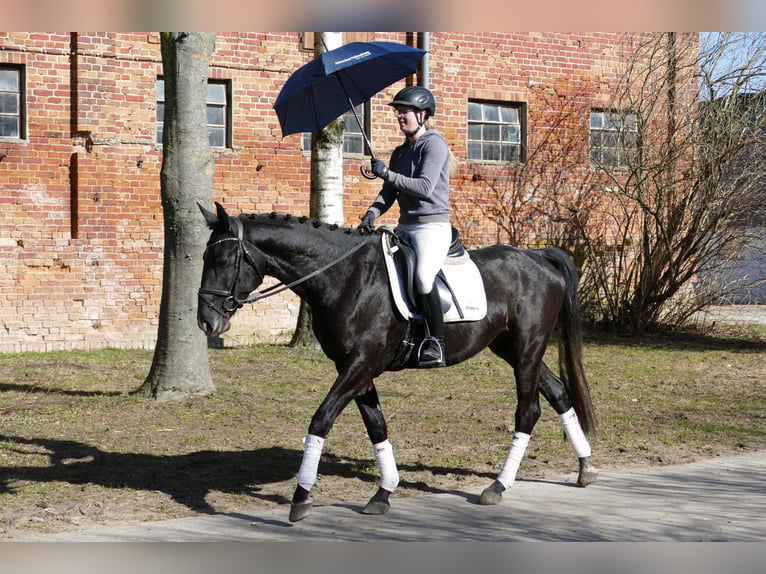 Trakehner Castrone 4 Anni 167 cm  in Ganschow