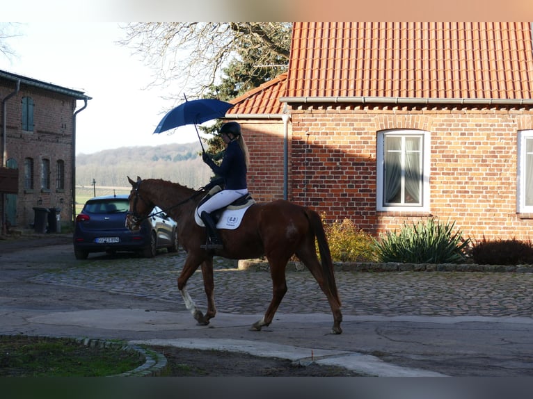 Trakehner Castrone 4 Anni 167 cm Sauro in Ganschow