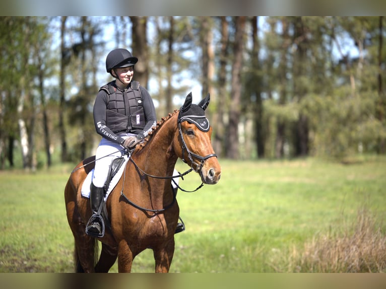 Trakehner Castrone 4 Anni 167 cm Sauro in Klein Heide
