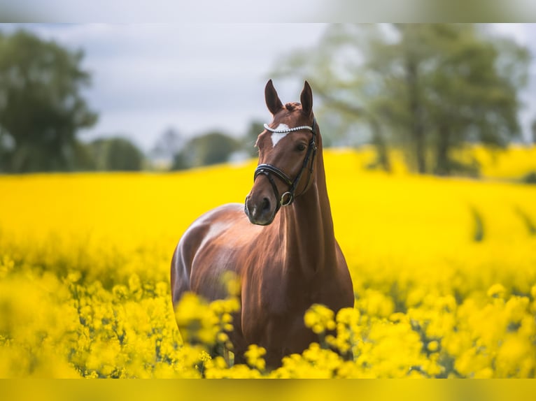 Trakehner Castrone 4 Anni 167 cm Sauro in Panker