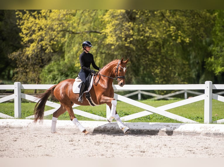 Trakehner Castrone 4 Anni 167 cm Sauro in Panker