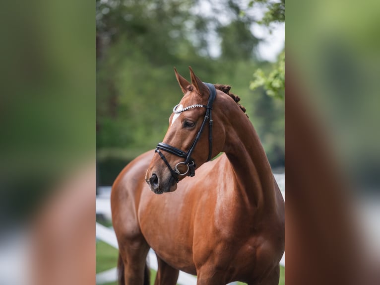 Trakehner Castrone 4 Anni 167 cm Sauro in Panker