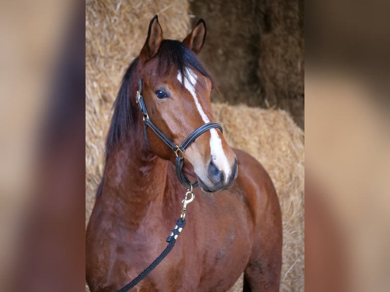 Trakehner Castrone 4 Anni 168 cm Baio in Günzburg