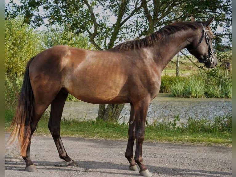 Trakehner Castrone 4 Anni 168 cm Baio in Boeslunde