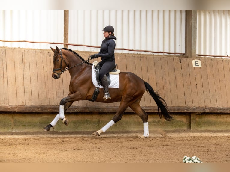 Trakehner Castrone 4 Anni 168 cm Baio in Uslar