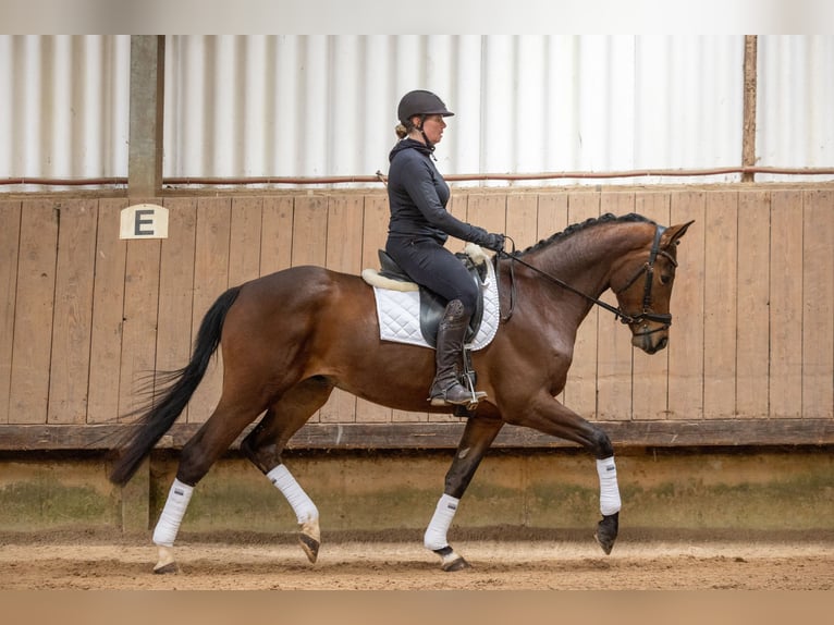 Trakehner Castrone 4 Anni 168 cm Baio in Uslar
