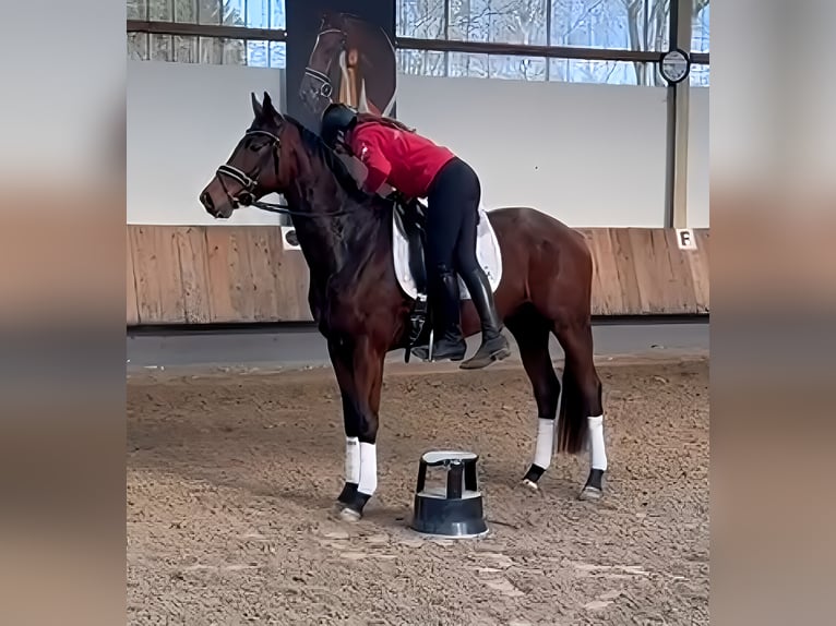 Trakehner Castrone 4 Anni 168 cm Baio in Lage