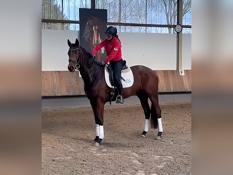 Trakehner Castrone 4 Anni 168 cm Baio in Lage