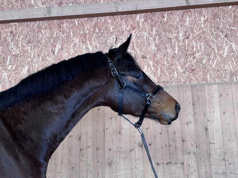 Trakehner Castrone 4 Anni 168 cm Baio in Langenenslingen