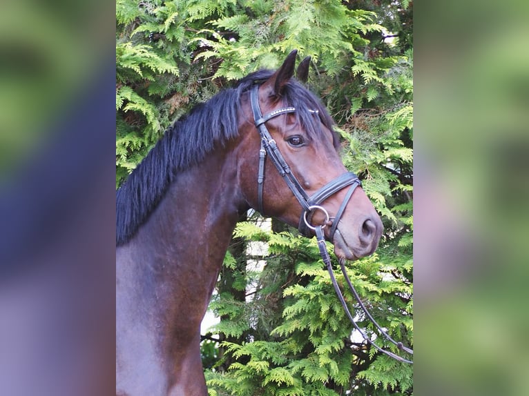 Trakehner Castrone 4 Anni 168 cm Baio scuro in Soltendieck