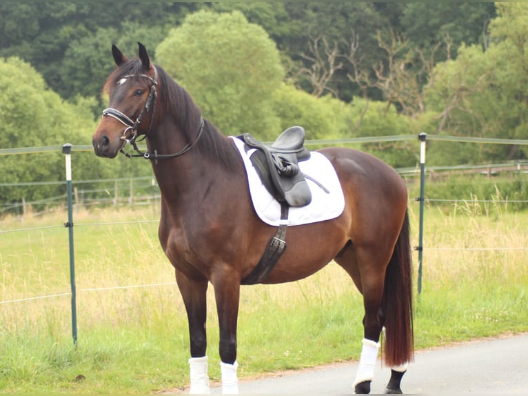 Trakehner Castrone 4 Anni 168 cm Baio scuro in Hünfelden