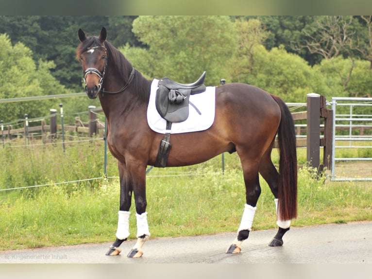Trakehner Castrone 4 Anni 168 cm Baio scuro in Hünfelden