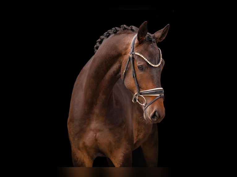 Trakehner Castrone 4 Anni 168 cm Baio scuro in Wehringen