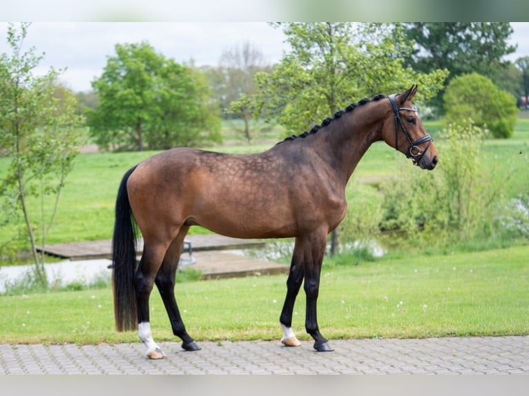 Trakehner Castrone 4 Anni 168 cm Baio scuro in Essen (Oldenburg)