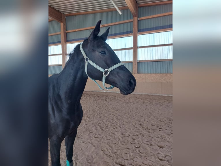 Trakehner Castrone 4 Anni 168 cm Baio scuro in Quir