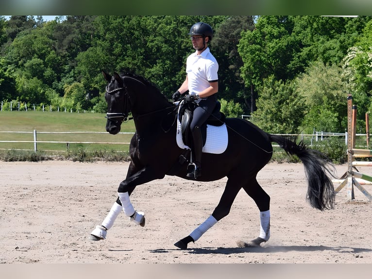 Trakehner Castrone 4 Anni 168 cm Morello in Hohen Neuendorf