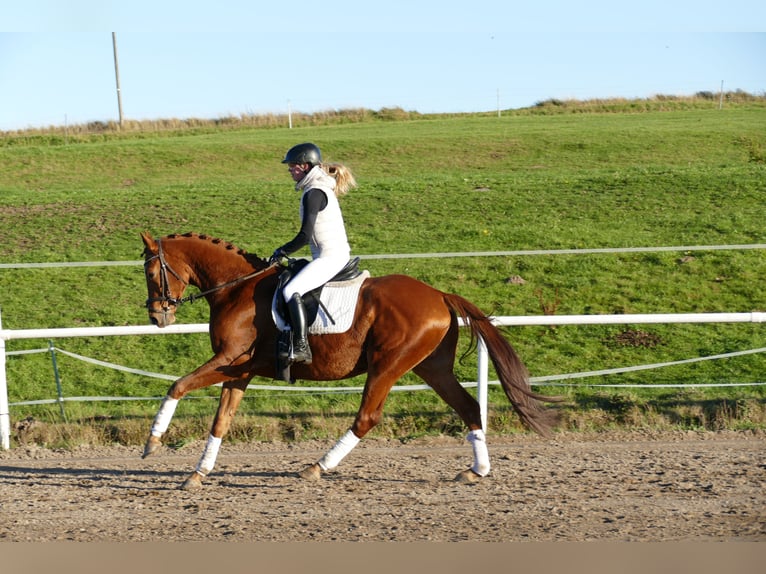 Trakehner Castrone 4 Anni 168 cm Sauro in Ganschow
