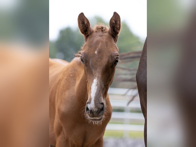 Trakehner Castrone 4 Anni 168 cm Sauro in G&#xFC;nzburg