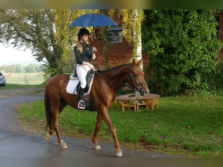 Trakehner Castrone 4 Anni 168 cm Sauro scuro in Ganschow