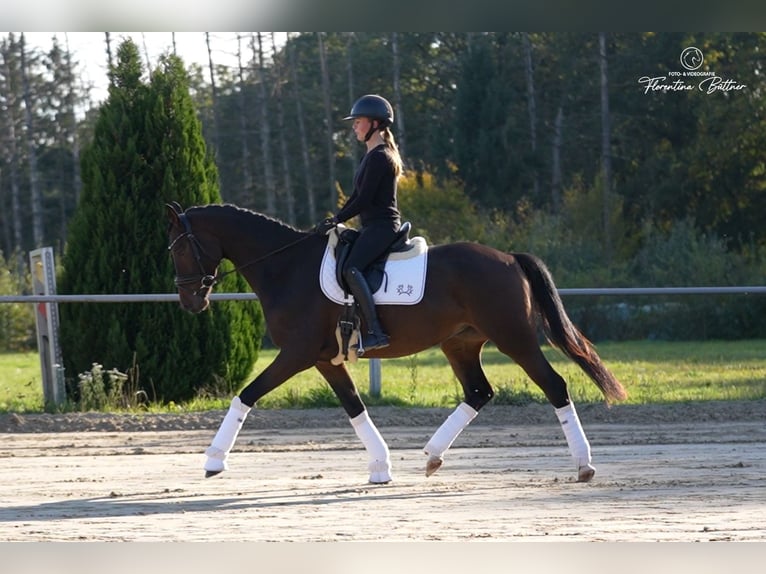 Trakehner Castrone 4 Anni 169 cm Baio in Diez