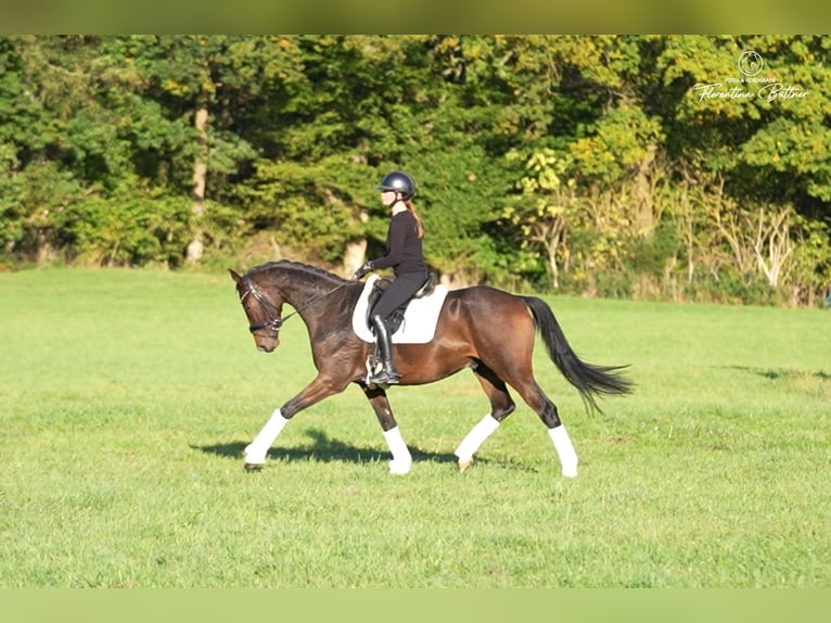 Trakehner Castrone 4 Anni 169 cm Baio in Diez